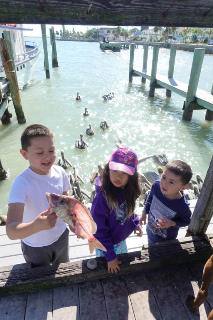 Kids throwing fish to pelicans