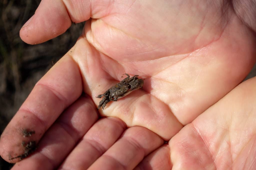 Crab encountered with hiking Crystal River trails