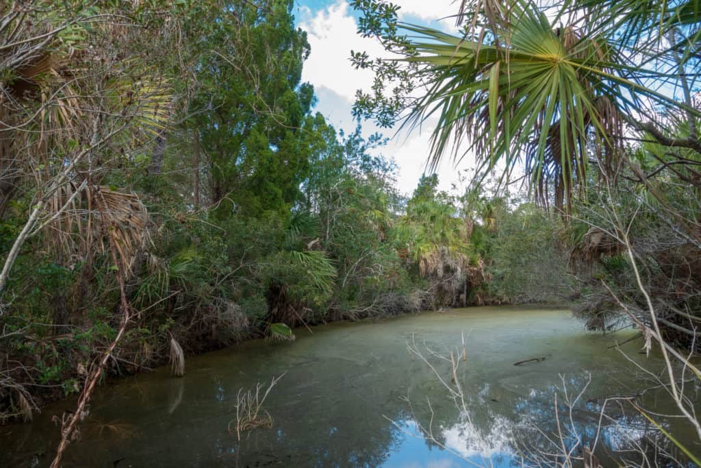 Dixie Shores Lake Loop Trail in Crystal River FL