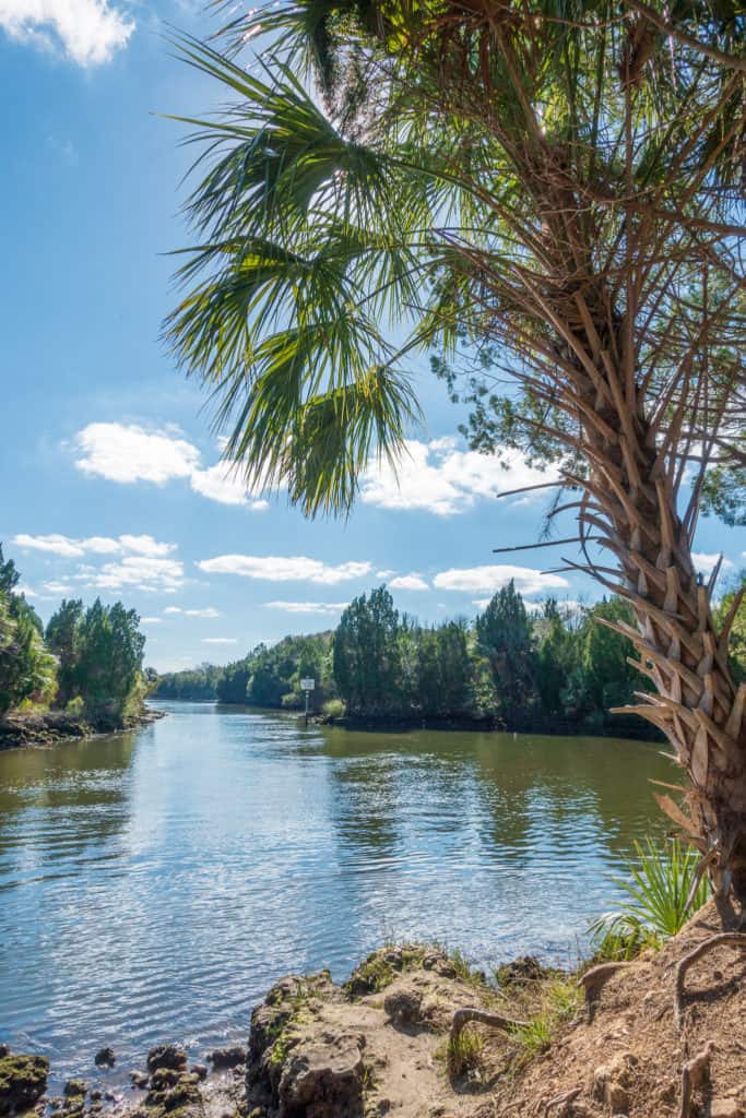 The shoreline while hiking in Crystal River Preserve State Park