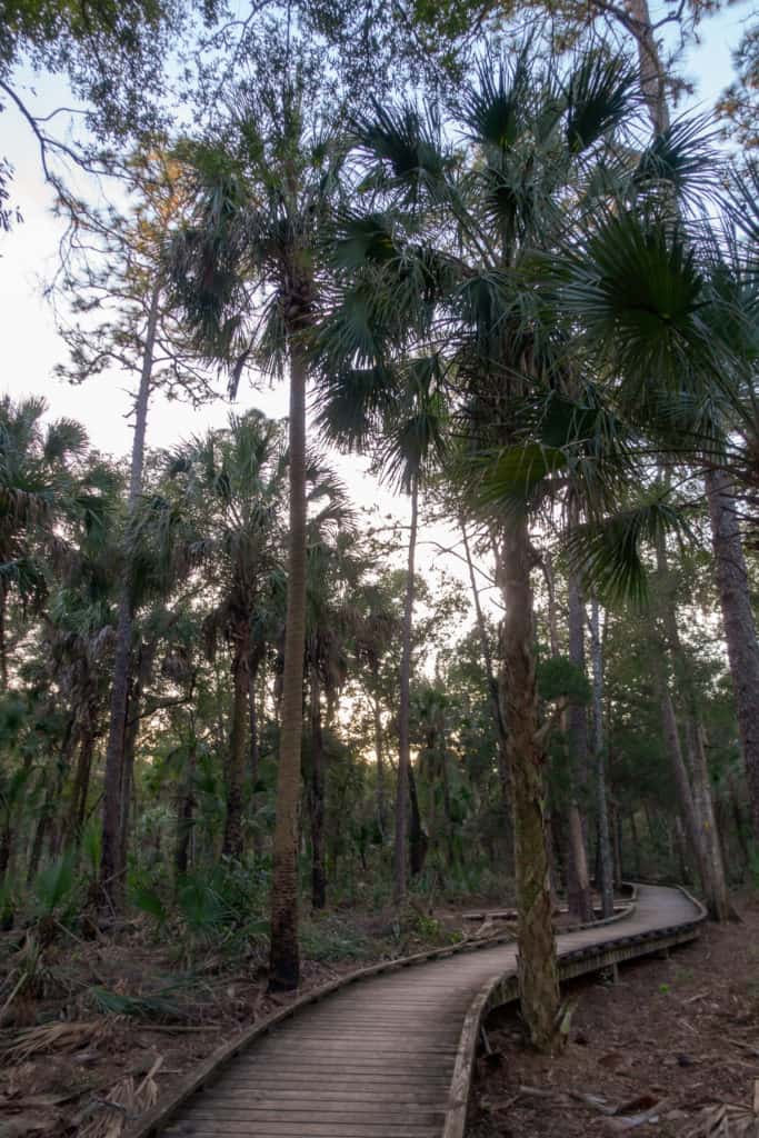 Boardwalk along the Chuchhouse Hammock Trail, at dusk, in Crystal River FL