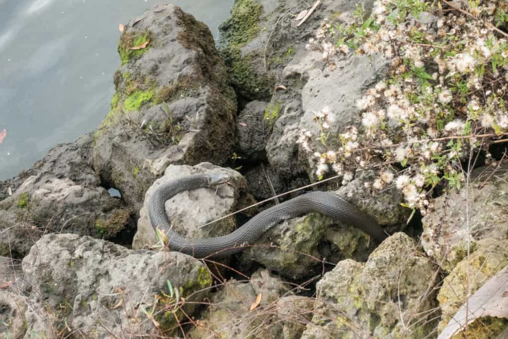 Snake along the Crystal Cove Trail in Crystal River Florida