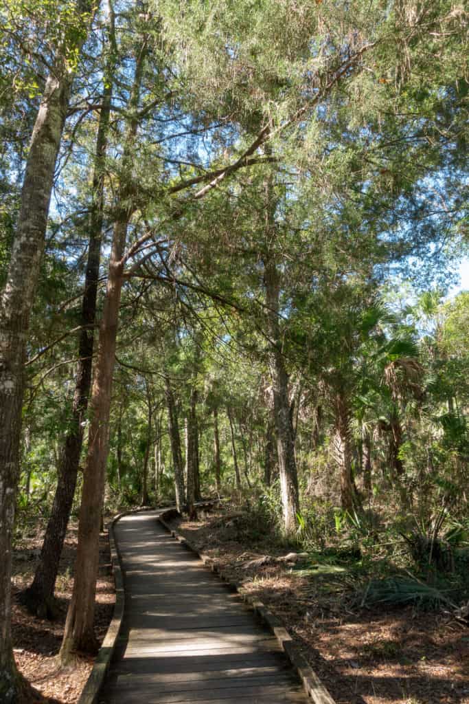 Boardwalk along the Chuchhouse Hammock Trail in Crystal River FL