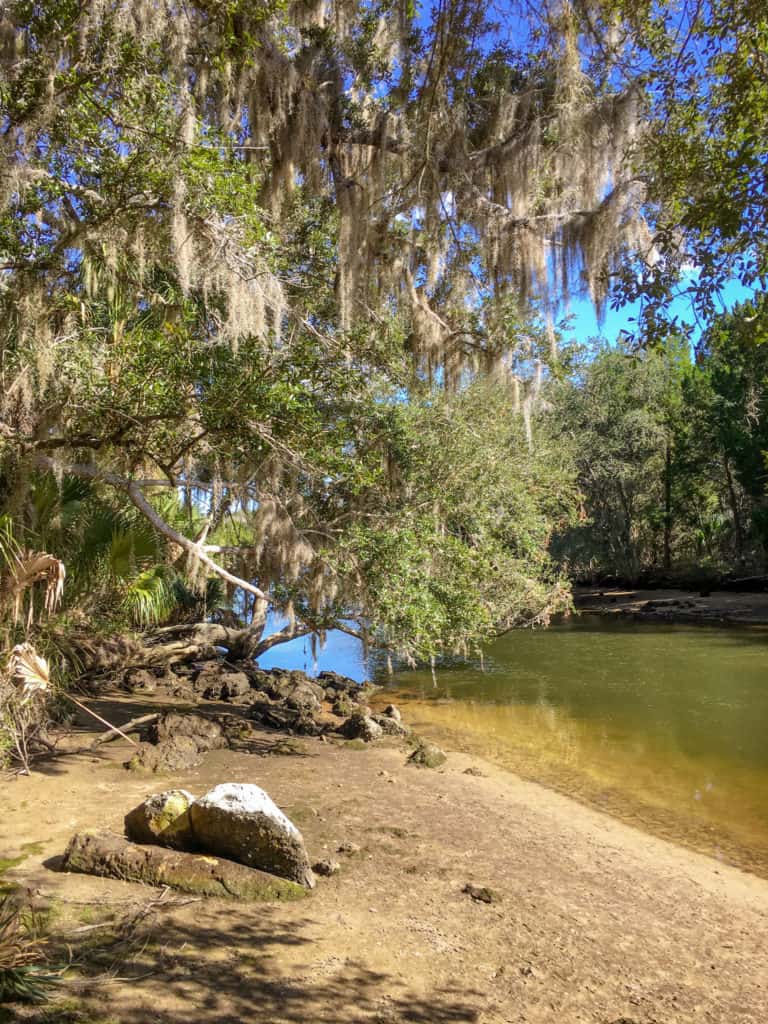 Shore along the Crystal Cove Trail in Crystal River Florida