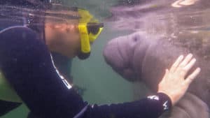 Cindy Swimming with Manatees Crystal River FL