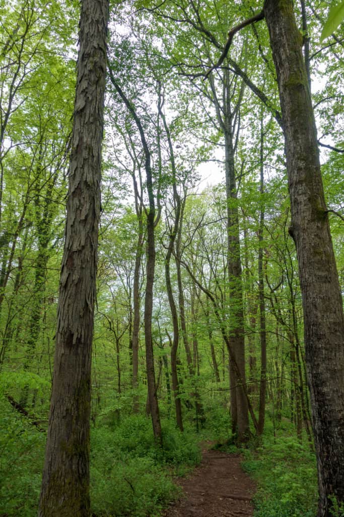 Hiking a trail in the Ijams Nature Center is one of the best things to do in Knoxville, Tennessee