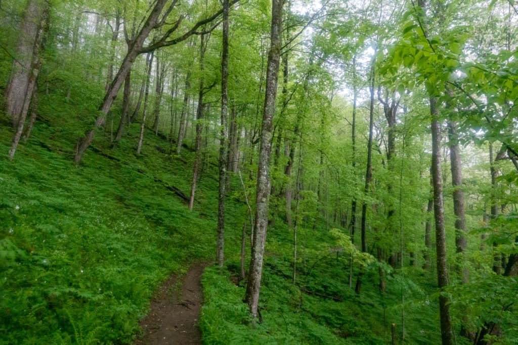 gatlinburg llama trek Trillium Gap Trail in Great Smoky Mountain National Park