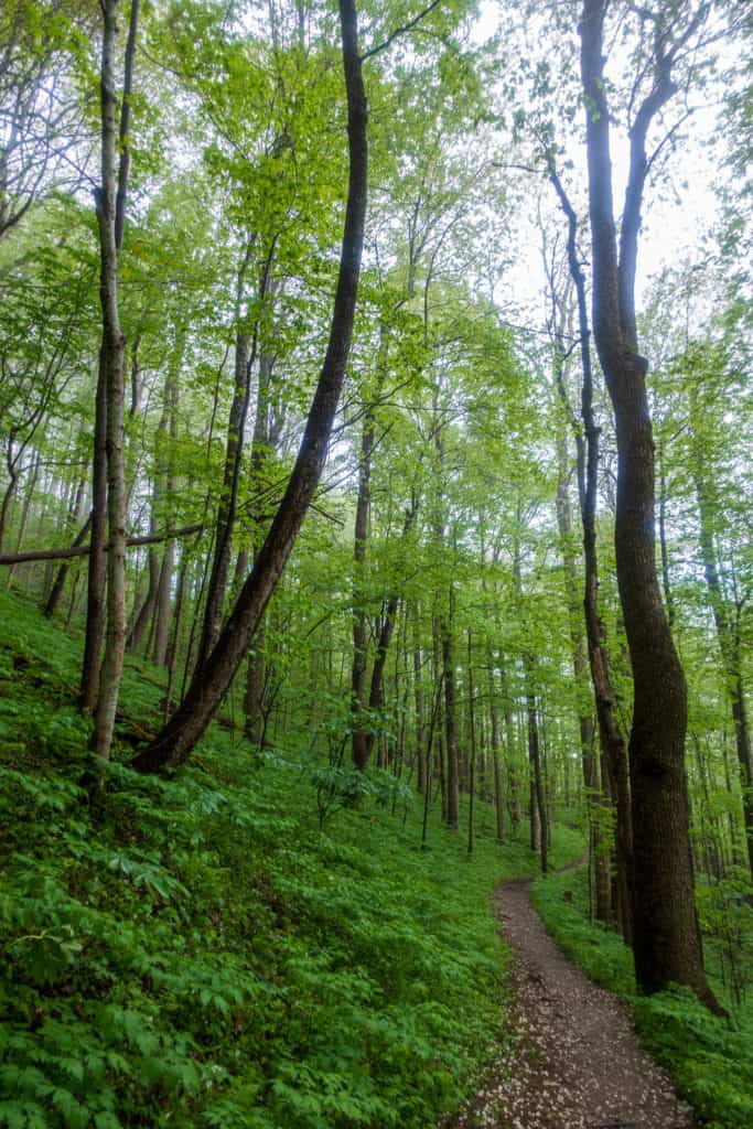 hiking trail great smoky mountains