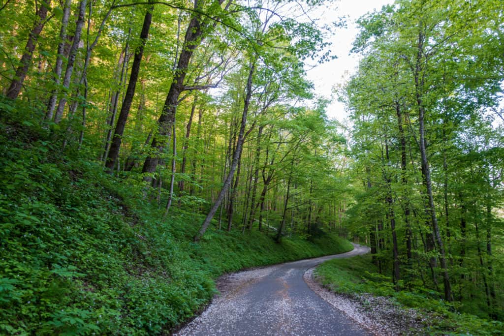 gatlinburg llama trek trillium trail great smoky mountains