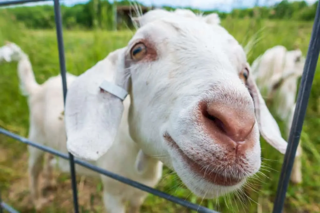 bike-n-ride traverse city Black Star Farms goats along the DIY bike-n-ride tour