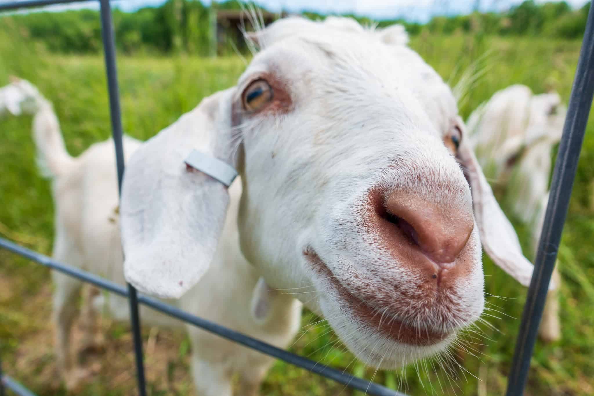 bike-n-ride traverse city Black Star Farms goats along the DIY bike-n-ride tour