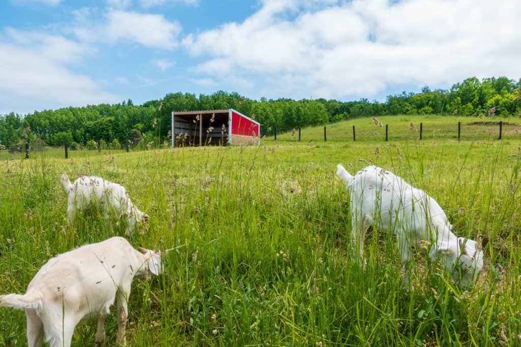 bike-n-ride traverse city Black Star Farms goats along the DIY bike-n-ride tour