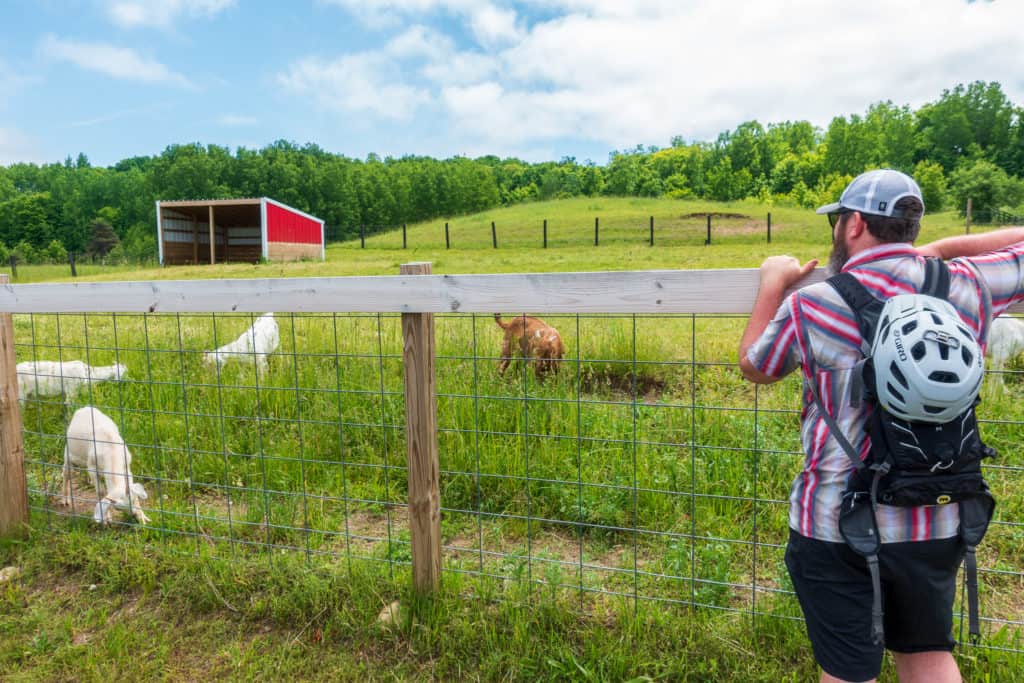 bike-n-ride traverse city Barrett looking at Black Star Farms goats along the DIY bike-n-ride tour