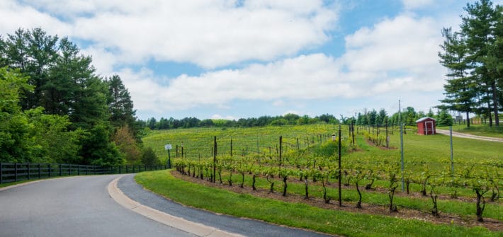 Black Star Farms Winery Driveway