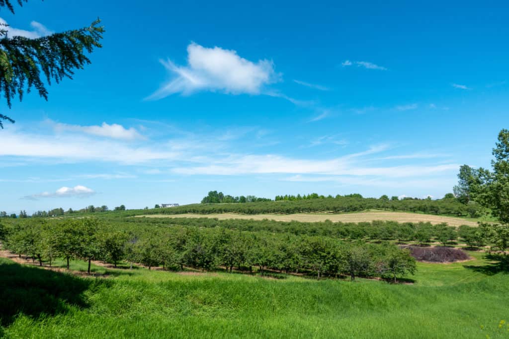 Suttons Bay Michigan Vineyards view at Mawby winery stop on the Traverse City area DIY bike-n-ride tour