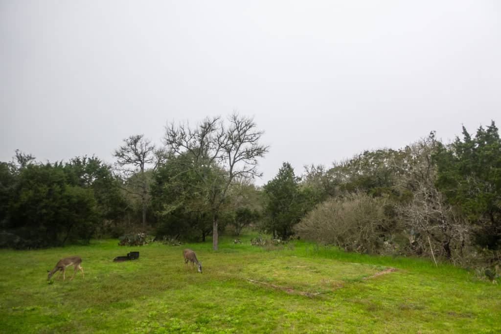 Deer that were in our site at the McKinney Falls State Park Campground