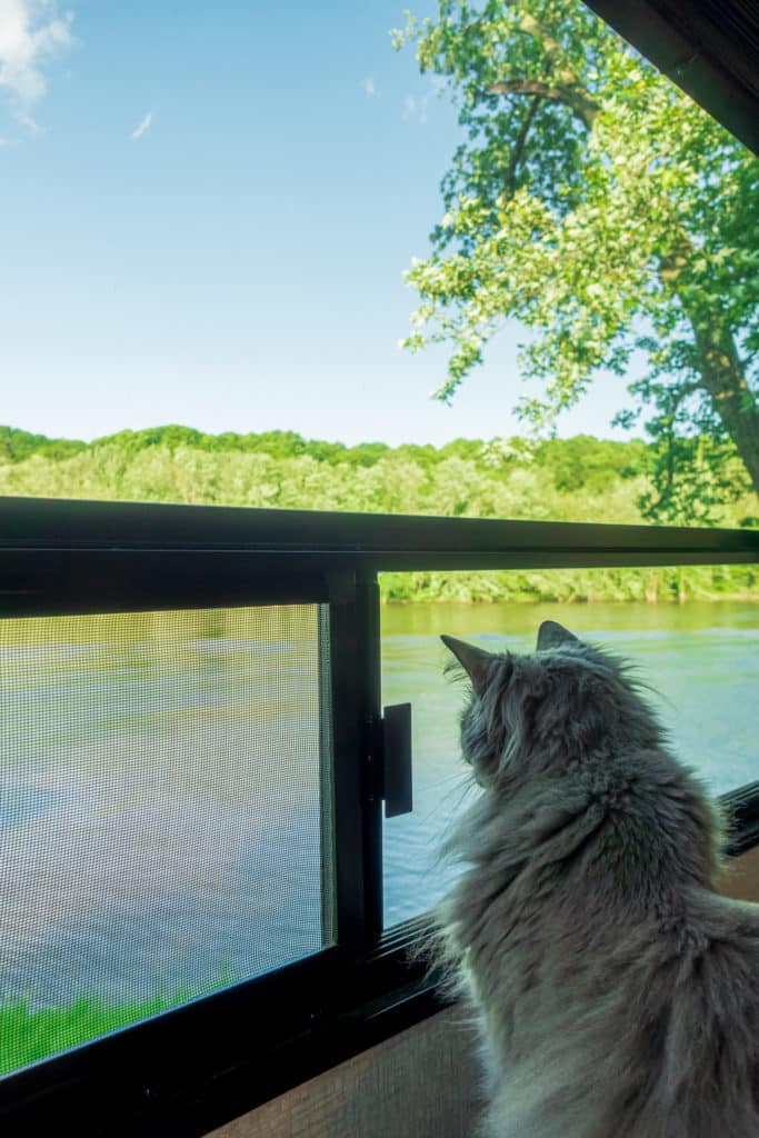 Cat Looking Out RV Window rv park full hookup amenities