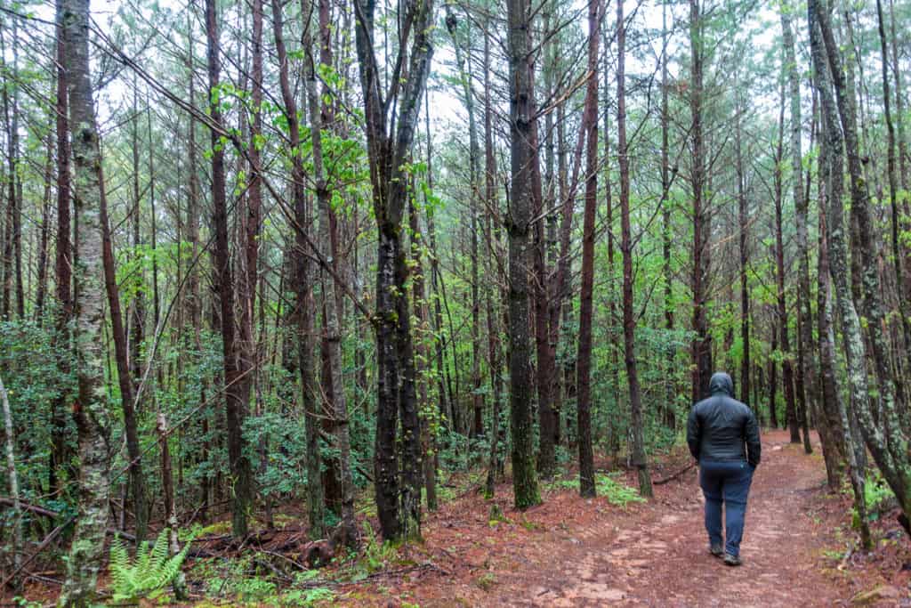 Nottely Reservoir Trail