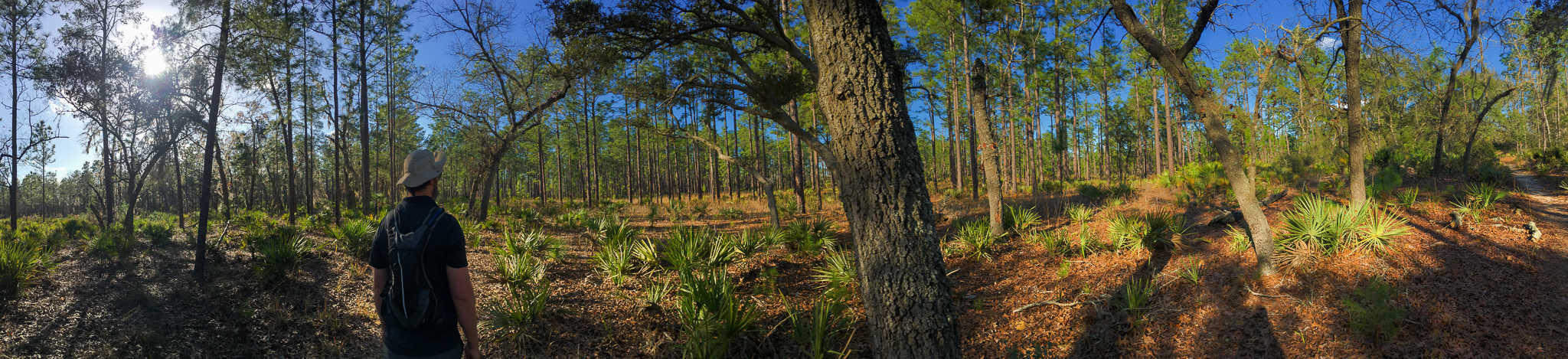Ocala Hike