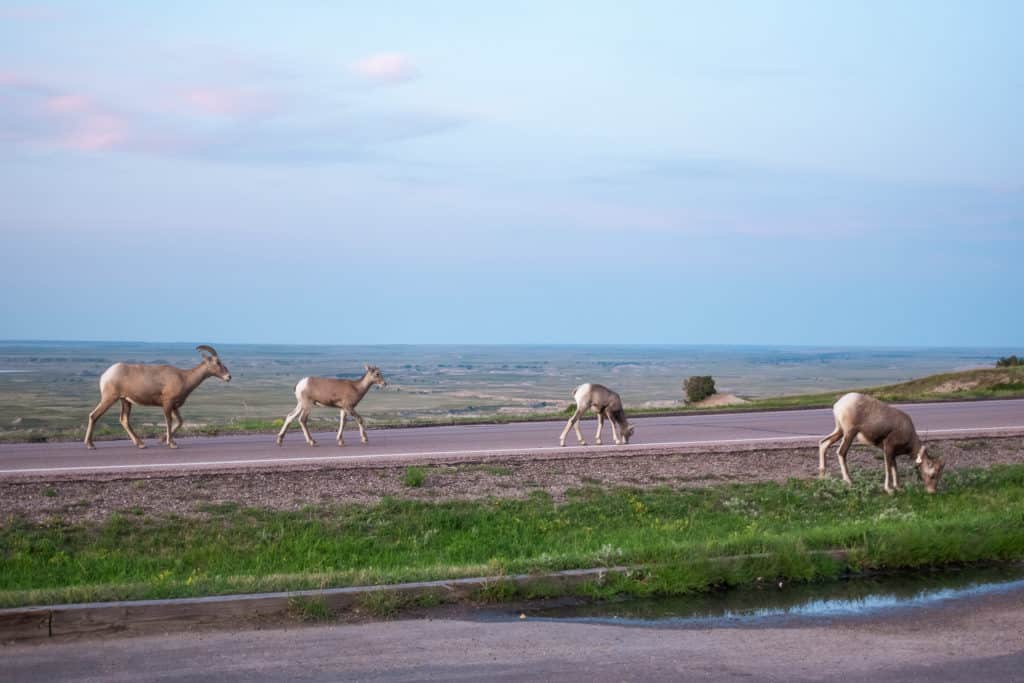 Badlands-National-Park Bighorn Sheep at Badland National Park