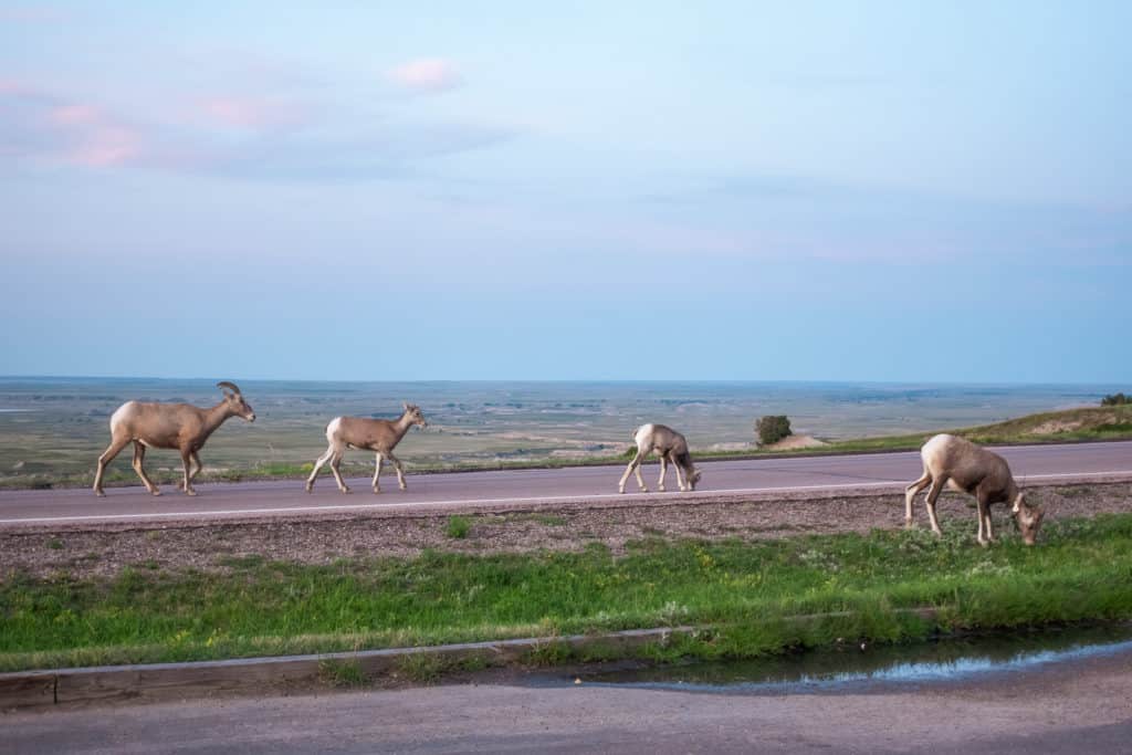 Bighorn Sheep at Badland National Park