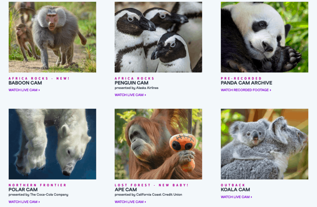 virtual-travel San Diego Zoo Webcams