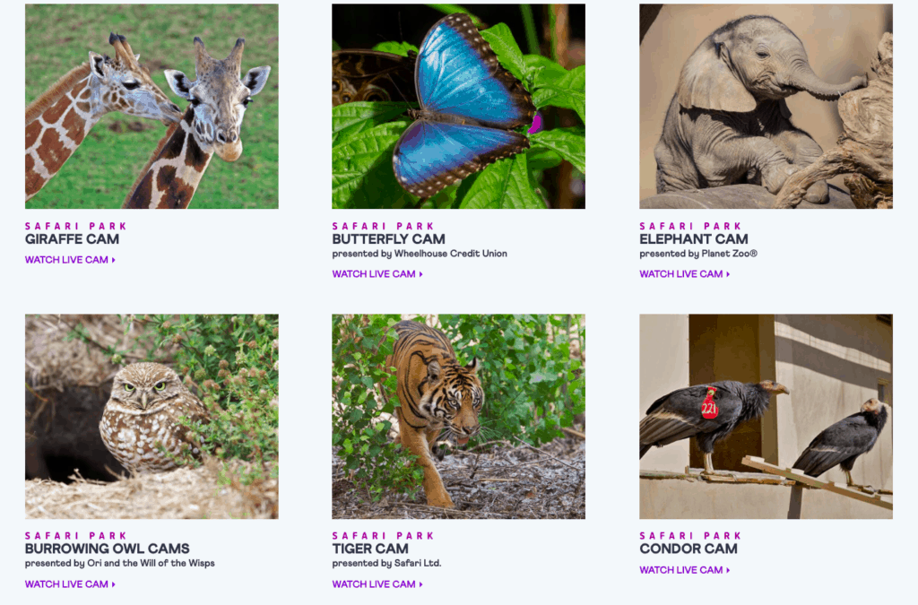 virtual-travel San Diego Zoo Webcams