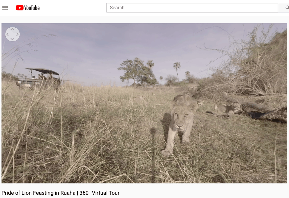 Virtually see a pride of Lion on an African Safari from Home