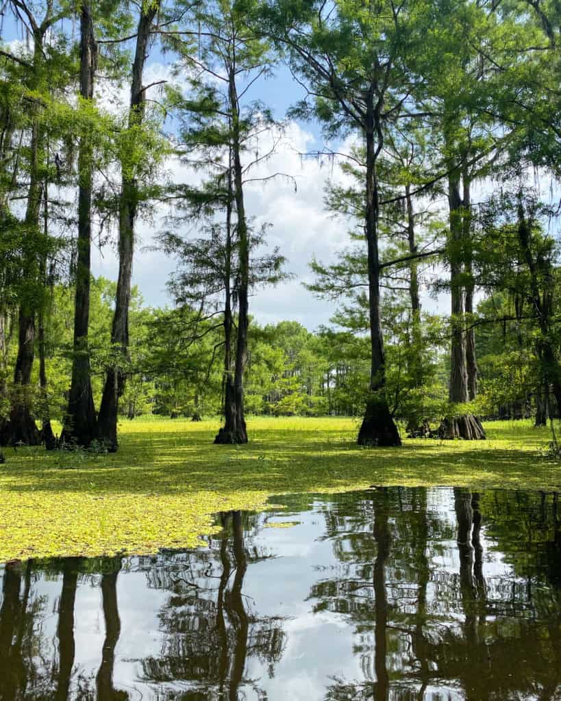 Visit Lake Bistineau, one of the things to do in Minden, Louisiana