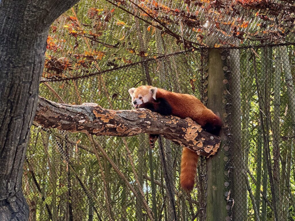 IMG 6241 Red Panda Zoo Knoxville