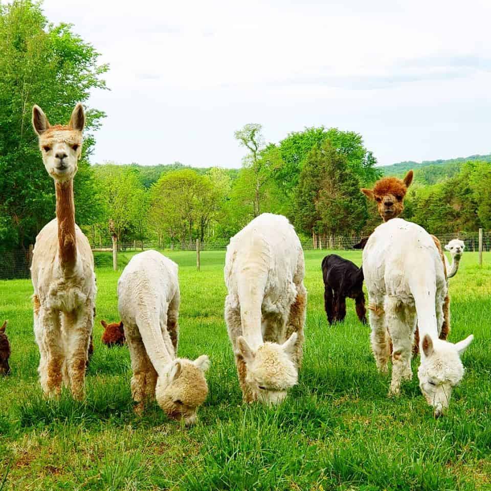 Shawnee National Forest Alpacas