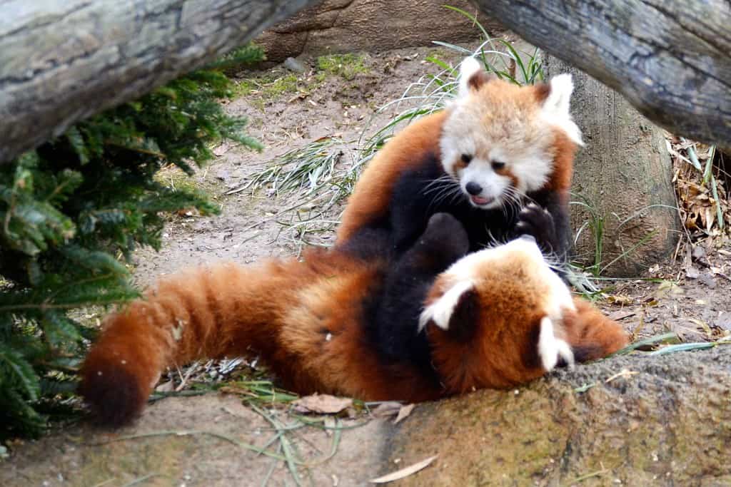 Red Pandas playing at Zoo Knoxville