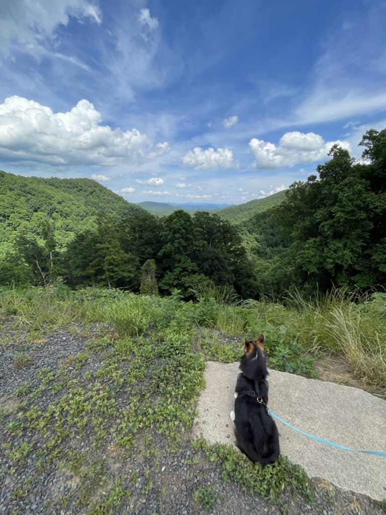 full-time-rv-living Marty the Corgi looking out into the wilderness