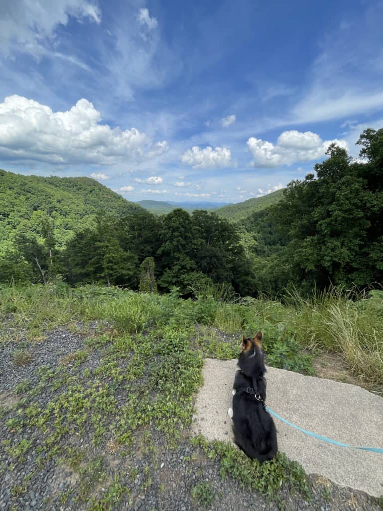 Marty the Corgi looking out into the wilderness