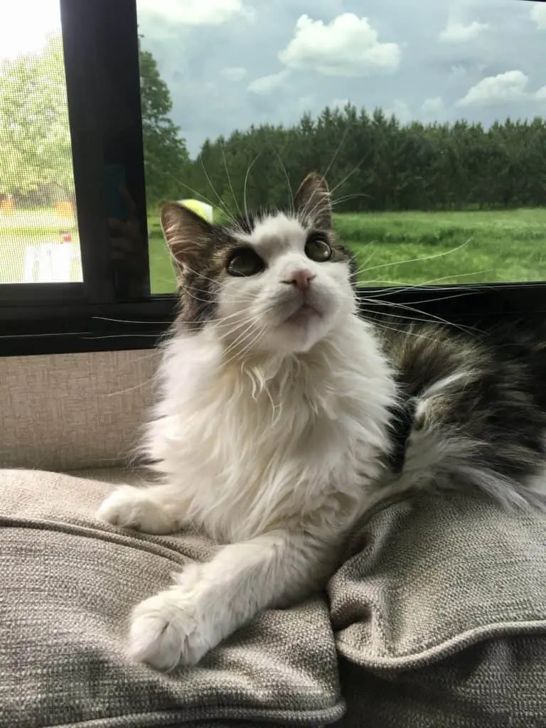 full-time-rv-living Squirt the cat in the RV