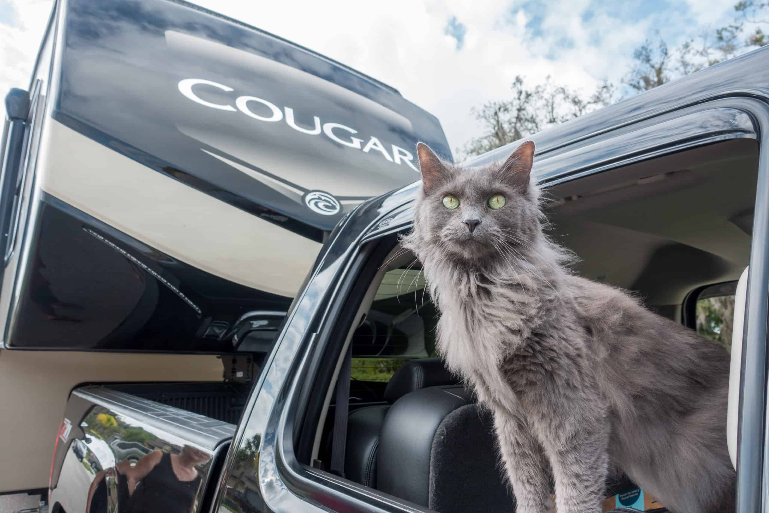 Vodka the cat, hanging out of the truck window, ready for adventure