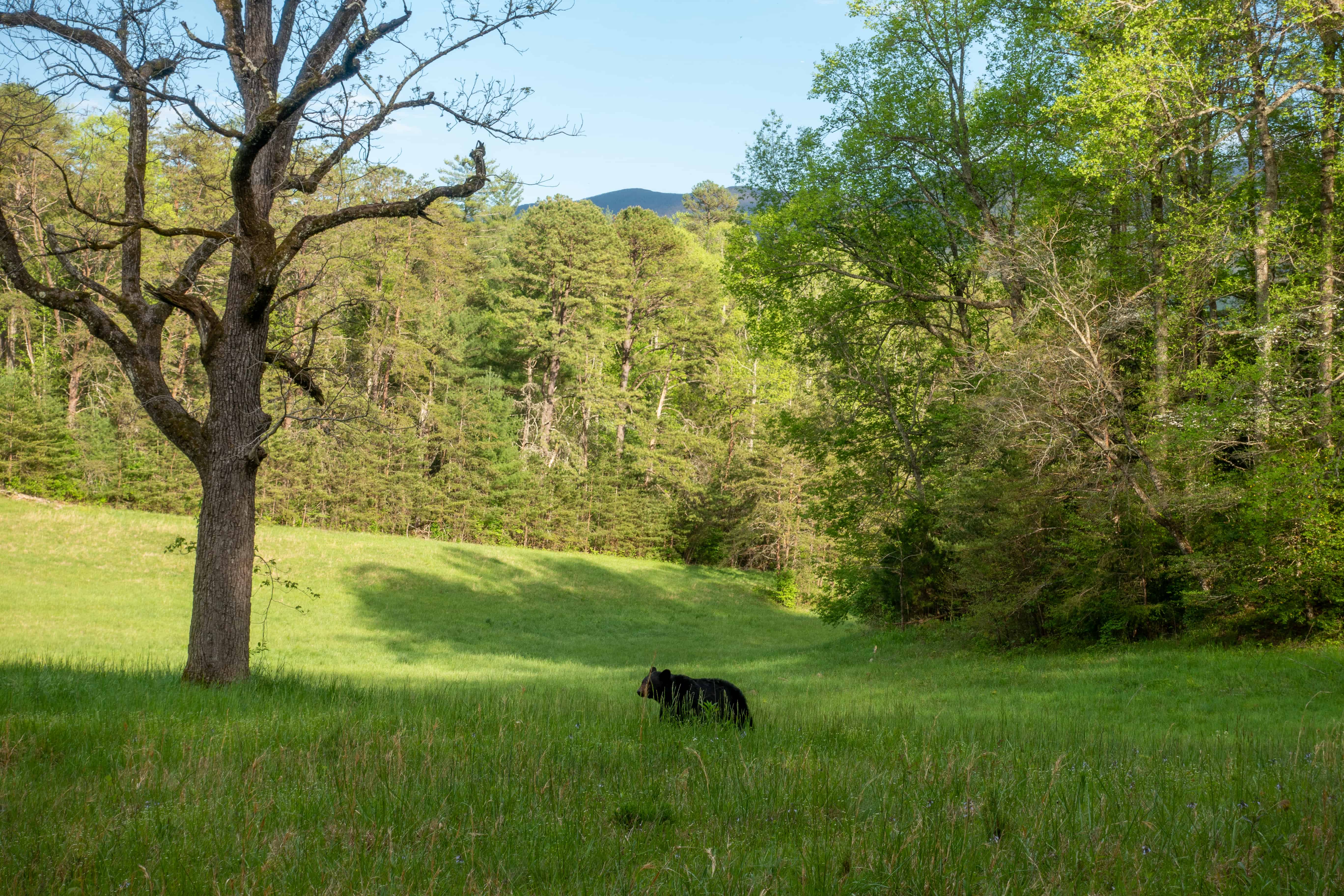 Bear walking around Cades Cove in Great Smoky Mountains National Park