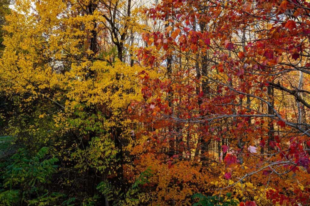 Smoky-Mountains-Itinerary Fall colors spotted in Great Smoky Mountains National Park