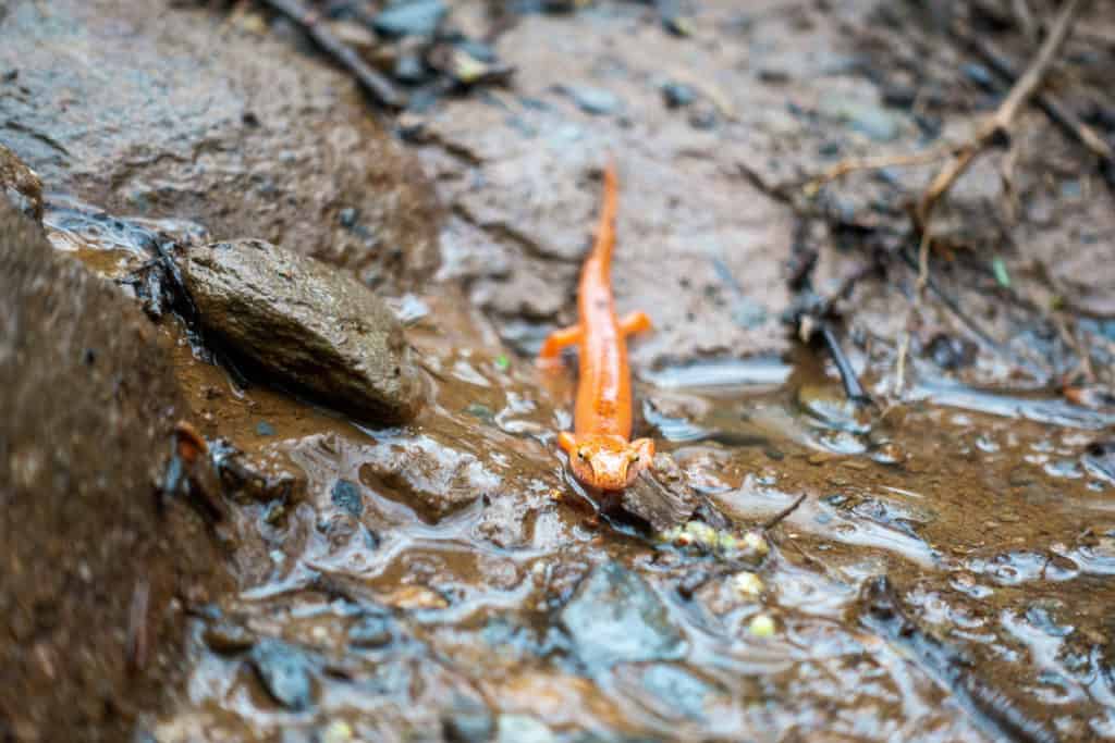 Smoky-Mountains-Itinerary Salamander in Great Smoky Mountains National Park