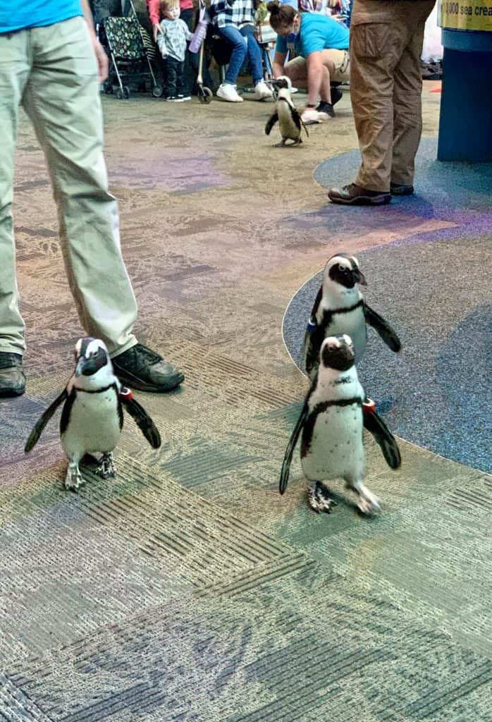 Smoky-Mountains-Itinerary Gatlinburg penguins on parade at the Ripley's Aquarium of the Smokies