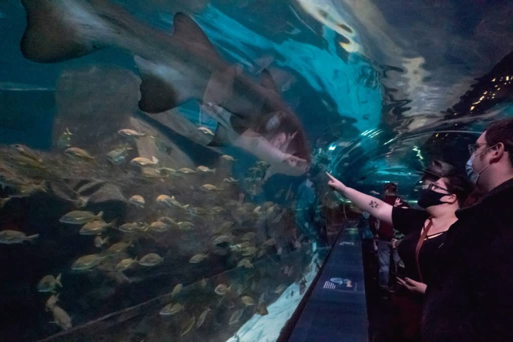 Smoky-Mountains-Itinerary Shark at Ripley's Aquarium of the Smokies