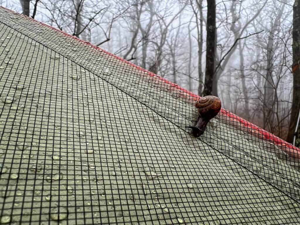 Snail on Tent