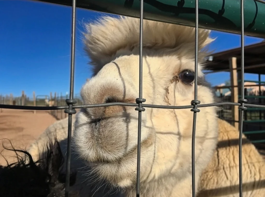 Harvest Hosts Reviews An alpaca at a Harvest Hosts location