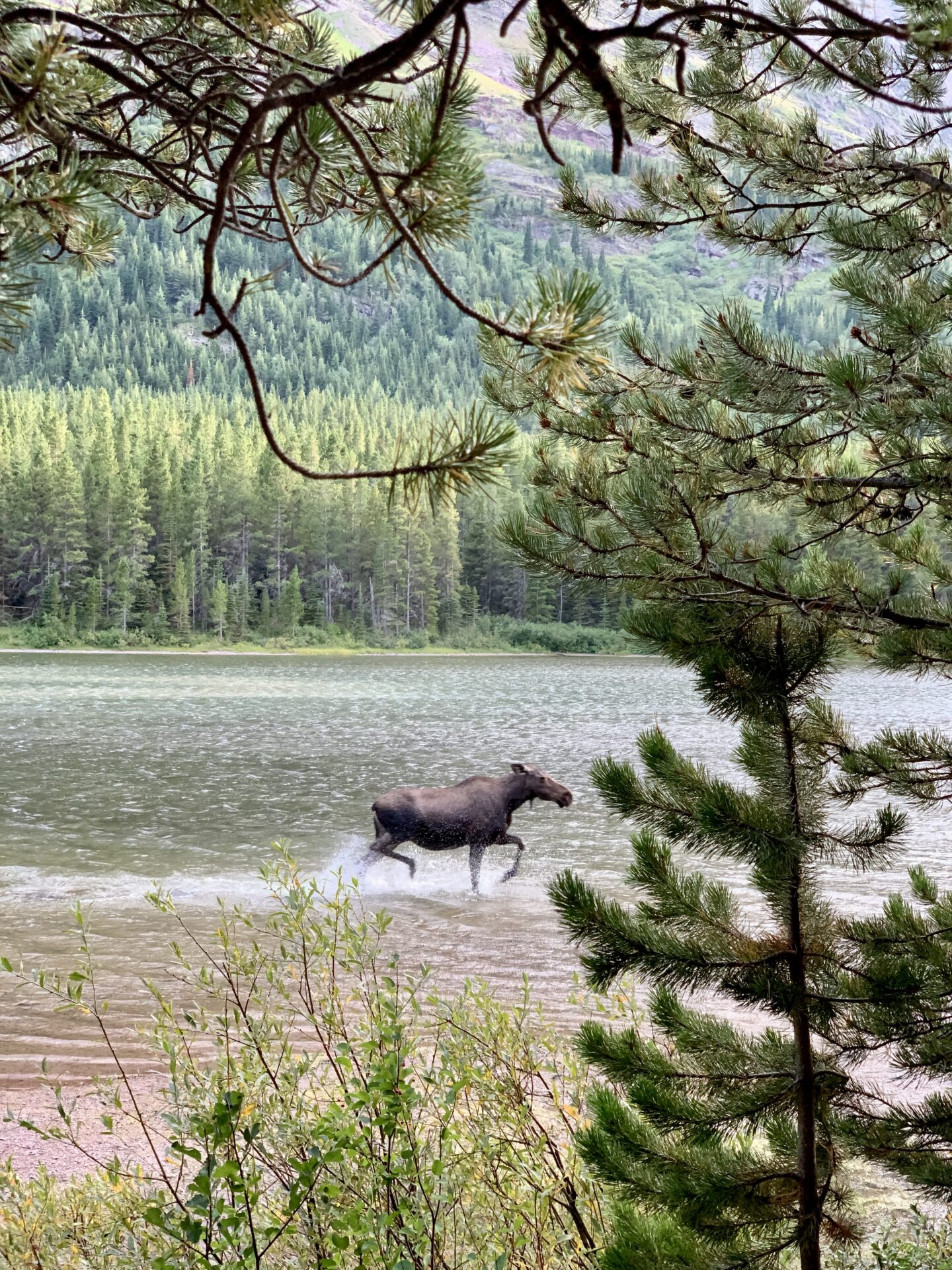 Glacier National Park Itinerary Moose running on Fishercap Lake