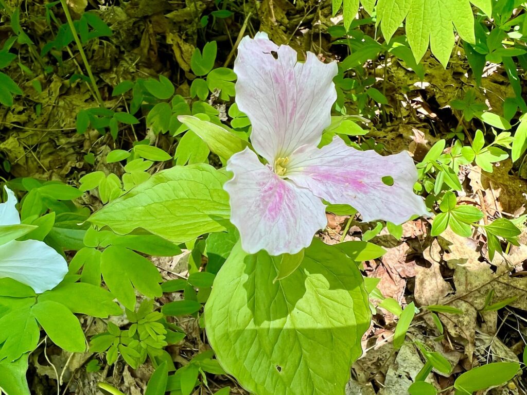 hiking the appalachian trail Flower on the Appalachian Trail