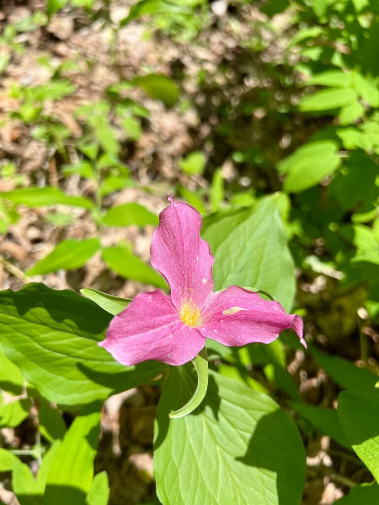 hiking the appalachian trail Flower on the Appalachian Trail