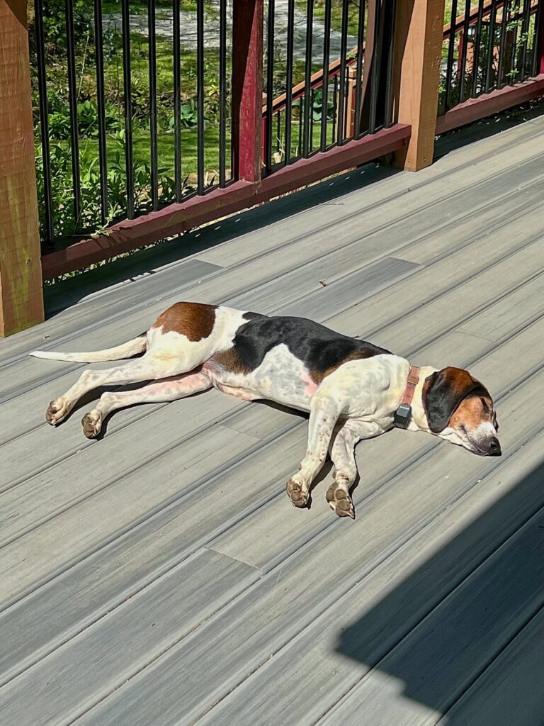 hiking the appalachian trail Dog sunbathing