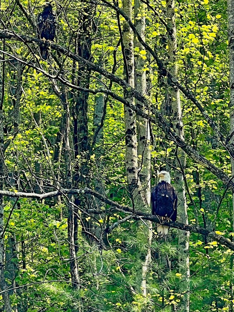 hiking the appalachian trail Eagles