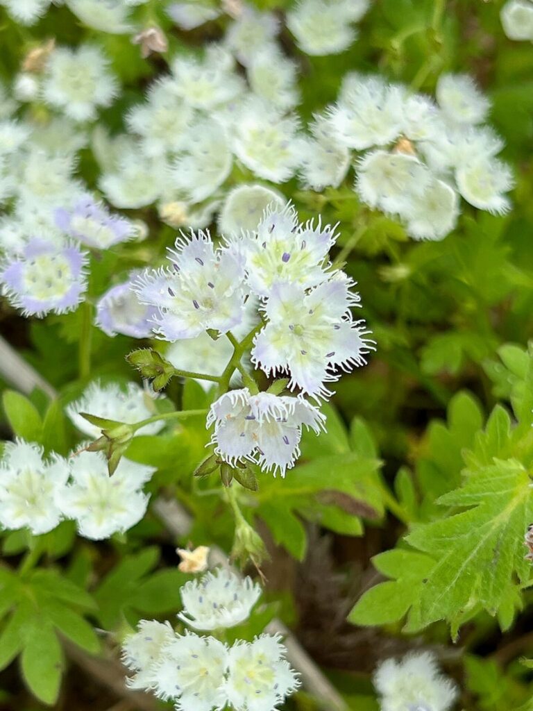 hiking the appalachian trail Flowers
