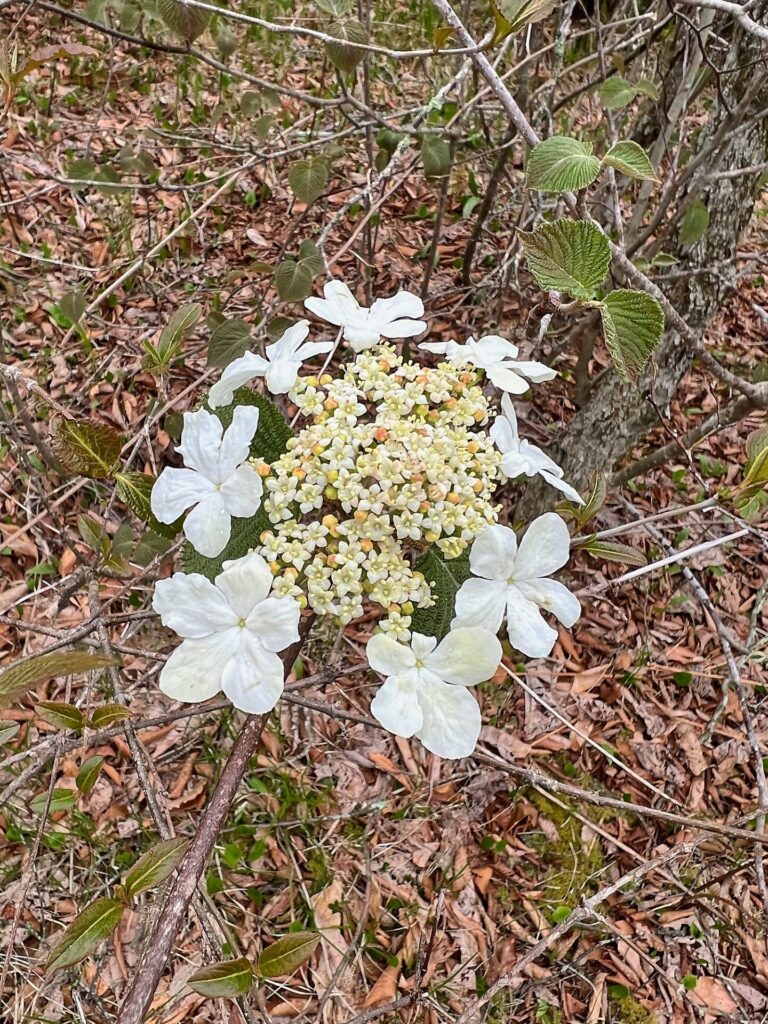 hiking the appalachian trail Flowers on the AT